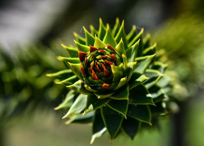 House Bucic - Apartment 1 Дом отдыха